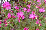 DSCF1597_R