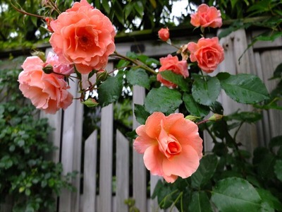 DSCF6180_R
