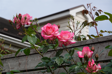 DSC06829_R