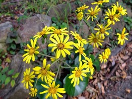DSCF5851_R