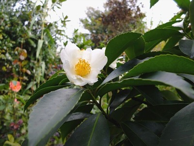 DSCF9376_R