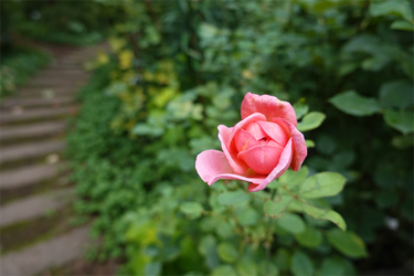DSC09306_R