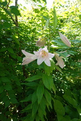 DSC07726