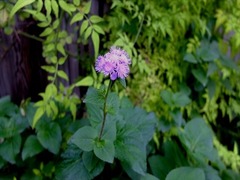 DSCF9737_R