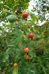 DSC07538_R
