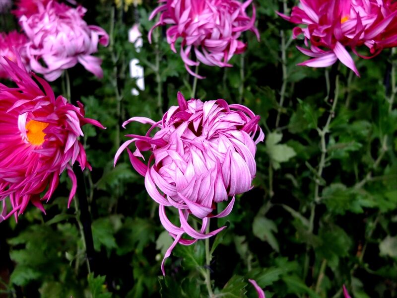 藍川京 の部屋 新宿御苑 菊花壇展 ６ 江戸菊 Livedoor Blog ブログ