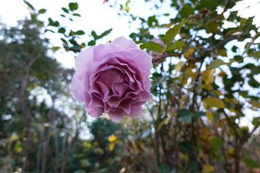 DSC09604_R