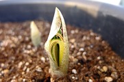 DSCF1441_R