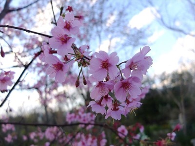 DSCF4759_R
