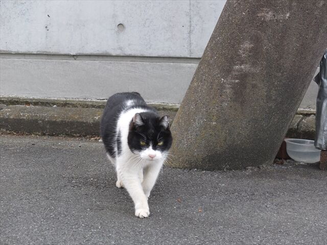 藍川京」の部屋 : 近所の猫、カロライナジャスミン、オリヅルラン