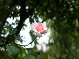 DSCF1554_R