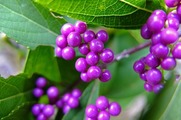 DSCF5419_R
