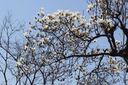 DSCF1472_R