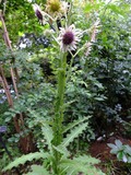 DSCF2441_R