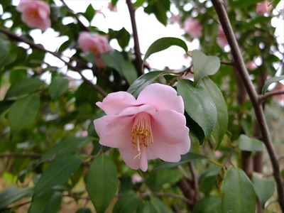DSCF1365_R