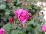 DSCF1014_R
