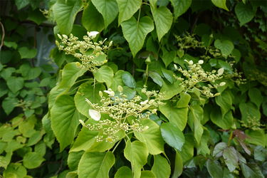 DSC00723_R