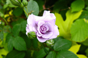DSCF3051_R