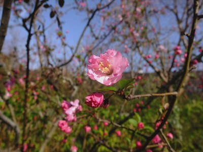 DSCF4909_R