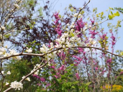DSCF5615_R