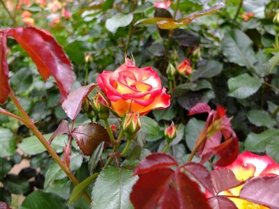 DSCF2642_R