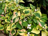 DSCF2225_R