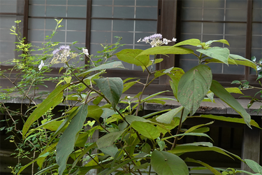 DSC09090_R