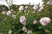 DSCF6349_R
