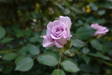 DSC07077_R