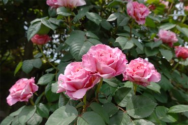 DSC07536_R
