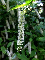 DSCF0234
