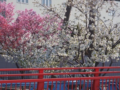 DSCF4957_R