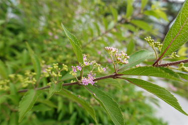 DSC08698_R