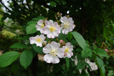 DSC06869_R