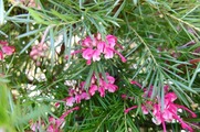 DSCF2486_R