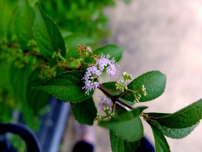DSCF4716_R