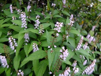DSCF6135_R