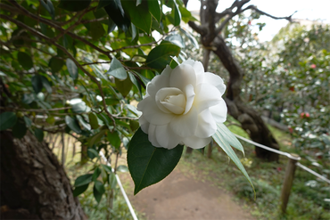 DSC06077_R