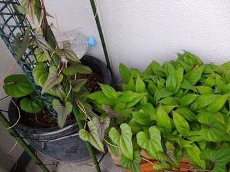 DSCF6168_R