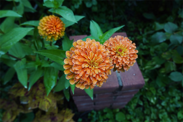 DSC08900_R
