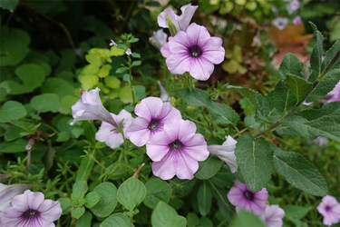 DSC08970_R