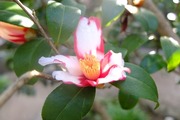 DSCF9953_R
