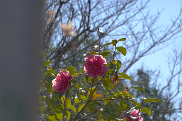 DSC05886_R