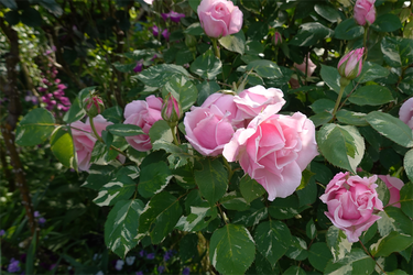 DSC07040_R