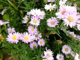 DSCF4211_R