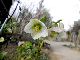 DSCF8533_R