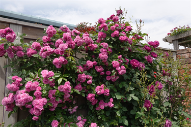 DSC07510_R