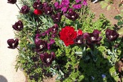 DSCF1059_R
