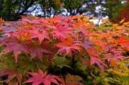 DSCF7471_R