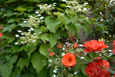 DSC01332_R